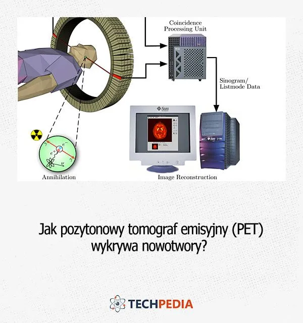 Zdjęcie Czym żywi się rak? Odkryj tajemnice diety tych skorupiaków