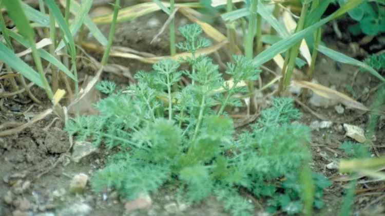 Zdjęcie Rumian polny: Jak go rozpoznać i skutecznie zwalczyć?