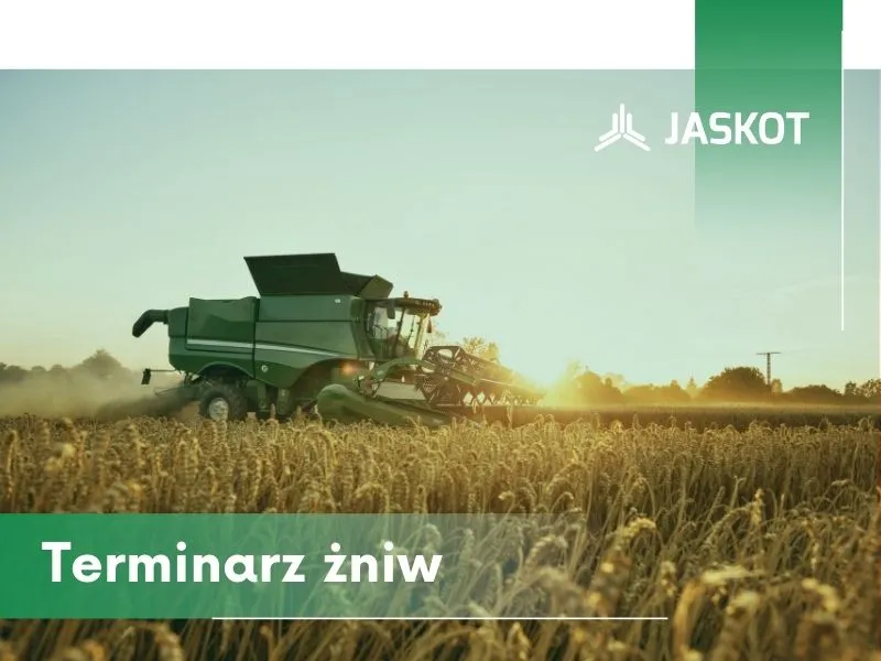 Zdjęcie Kiedy kwitną zboża? Sprawdź kluczowe terminy i czynniki wpływające