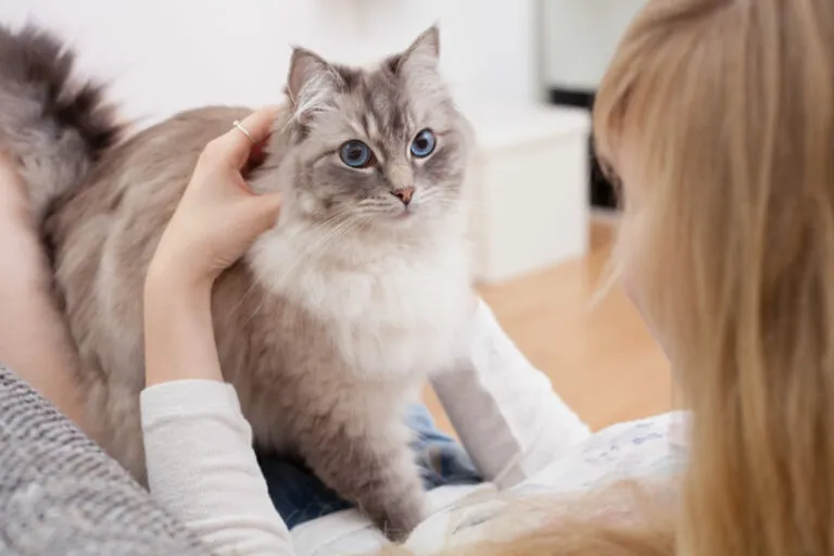Zdjęcie Devon Rex opinie: Co musisz wiedzieć przed adopcją tego kota?