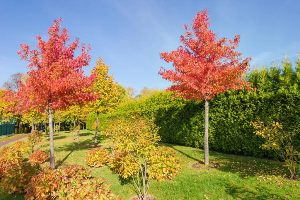 Zdjęcie Wybierz drzewo do ogrodu: Poradnik + Polecane gatunki