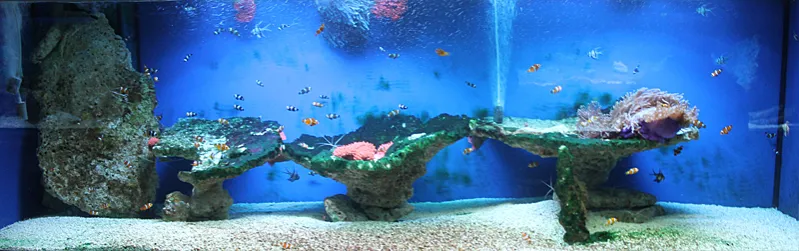 Zdjęcie Oceanarium Warszawa Blue City – aktualne informacje i atrakcje
