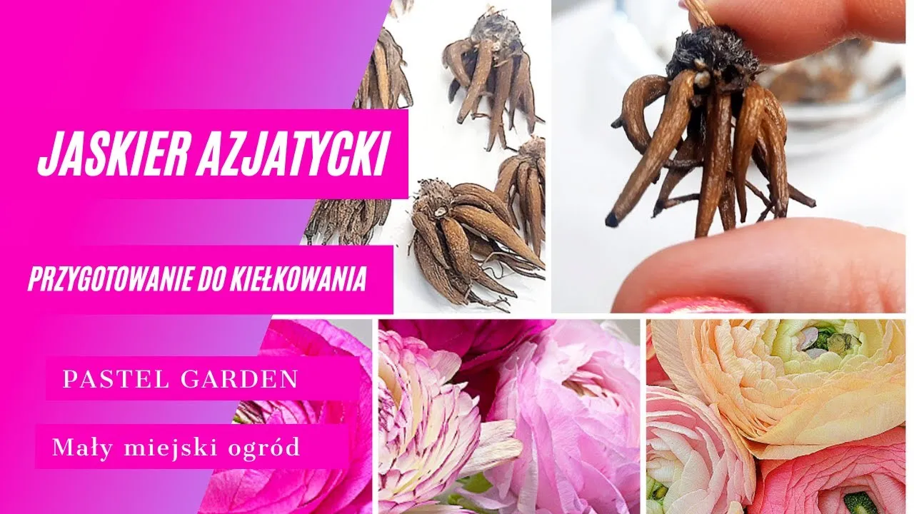 Zdjęcie Kiedy wykopać jaskry, aby uniknąć ich zniszczenia przed zimą?