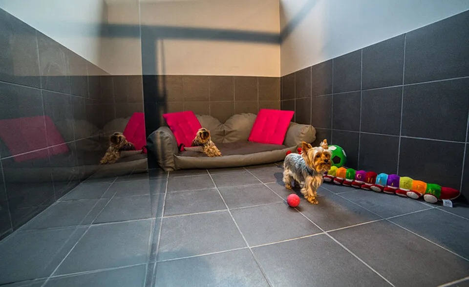 Zdjęcie Jak wygląda hotel dla psów? Odkryj, co może zaskoczyć właścicieli