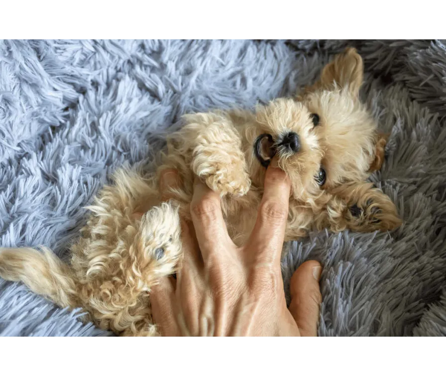 Zdjęcie Szczeniak szczeka? Poznaj skuteczne metody i porady!