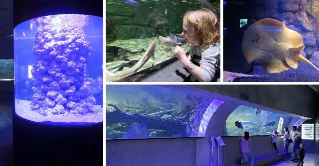 Zdjęcie Szczecin oceanarium na Wałach Chrobrego - co warto zobaczyć?