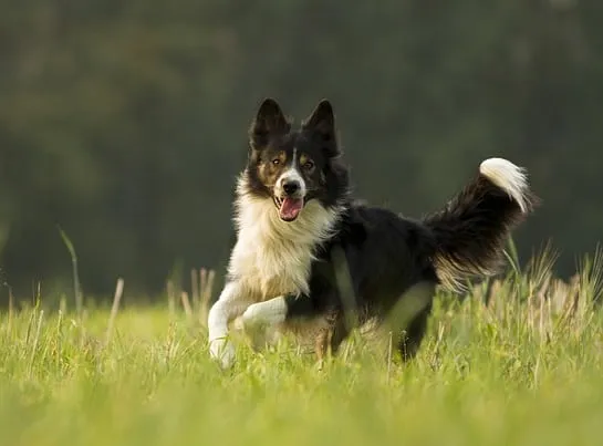 Zdjęcie Border Collie sierść czy włosy - poznaj tajemnice pielęgnacji