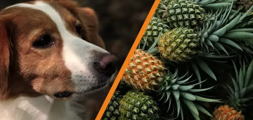 Zdjęcie Czy pies może jeść ananasa z puszki? Sprawdź, co może zaszkodzić