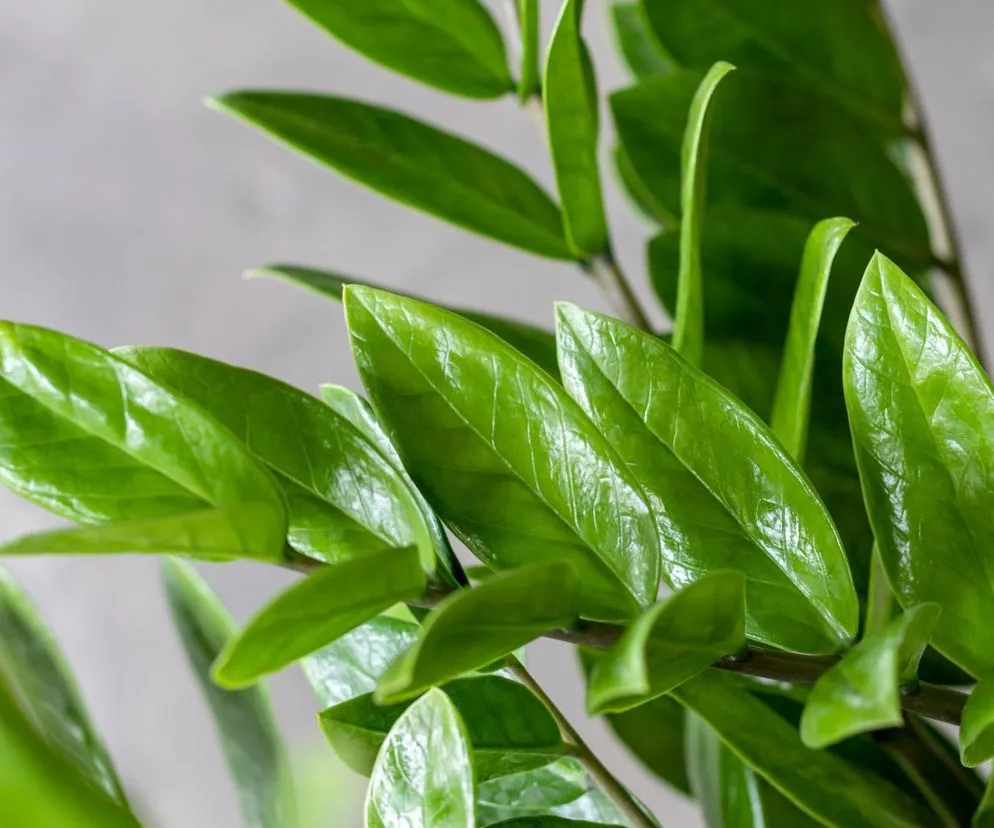 Zdjęcie Jak nabłyszczać liście kwiat&oacute;w? Bezpieczne domowe sposoby