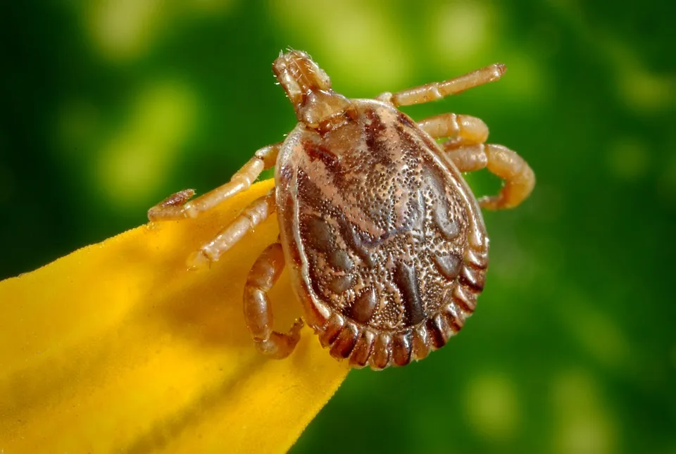 Zdjęcie Cómo son los garrapatas: características, riesgos y prevención efectiva