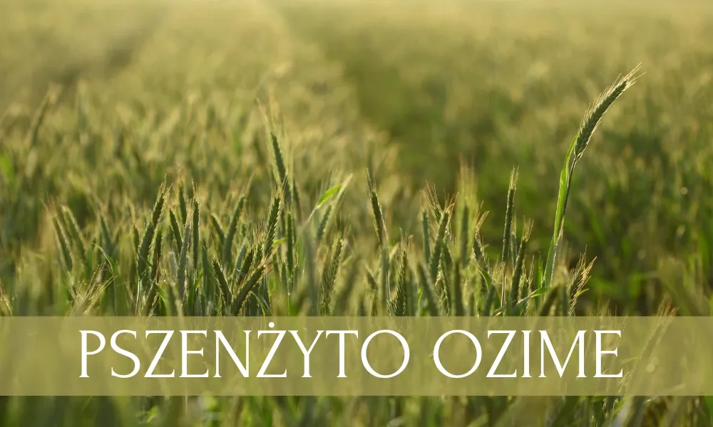 Zdjęcie Jaki nawóz jesienią pod pszenżyto, aby uniknąć słabych plonów?