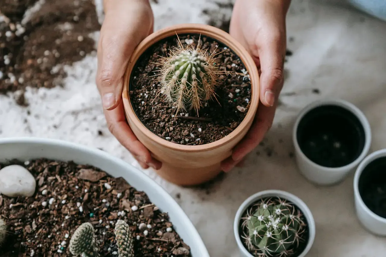 Zdjęcie Jak sadzić kaktusy w doniczce: uniknij najczęstszych błędów