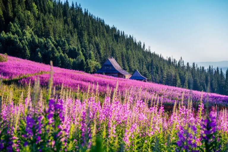 Zdjęcie Magurski Park Narodowy: Co Warto Zobaczyć? 7 Naturalnych Cudów
