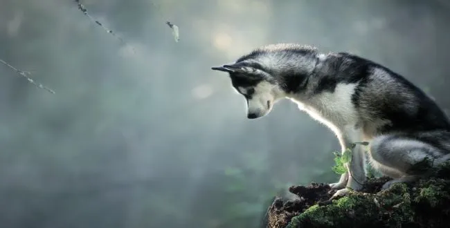 Zdjęcie Jak wygląda pies husky? Odkryj ich niesamowity wygląd i cechy