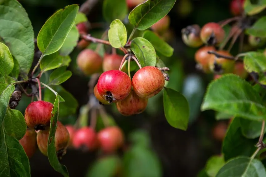 Zdjęcie Nalewka kapucyńska na co pomaga – poznaj jej zdrowotne właściwości