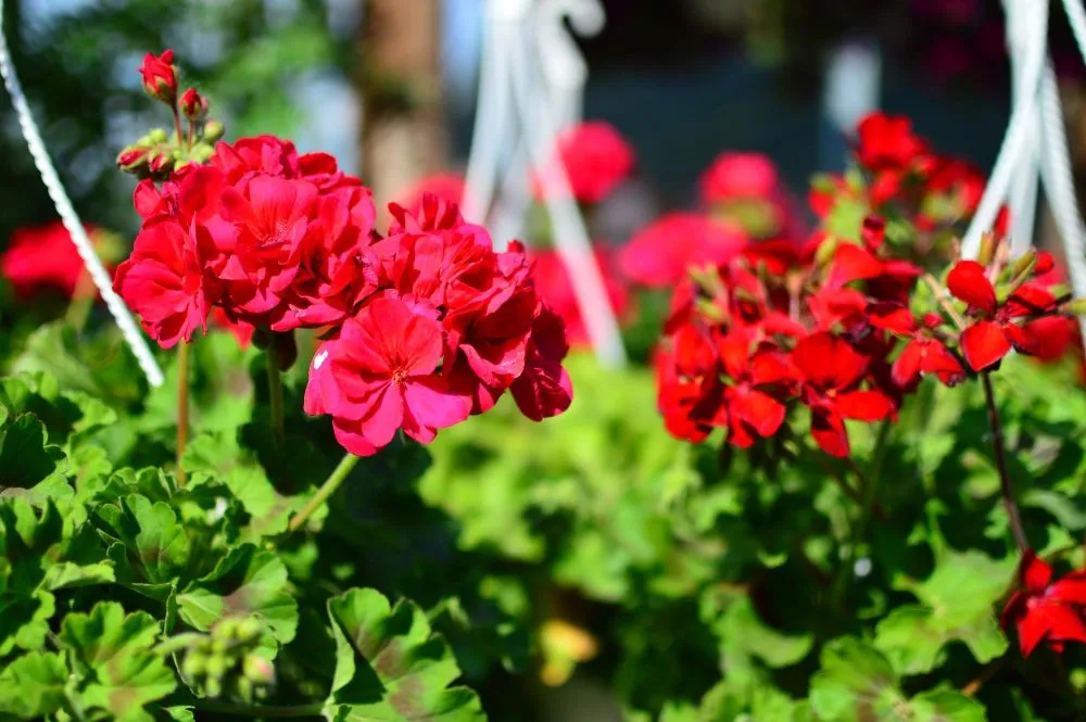 Zdjęcie Kiedy kwitną pelargonie? Odkryj, jak przedłużyć ich kwitnienie