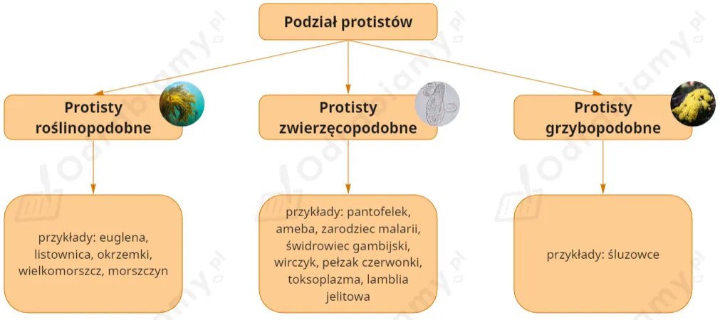 Zdjęcie Fascynujący wpływ protistów na organizmy żywe w Morzu Bałtyckim: co wiemy