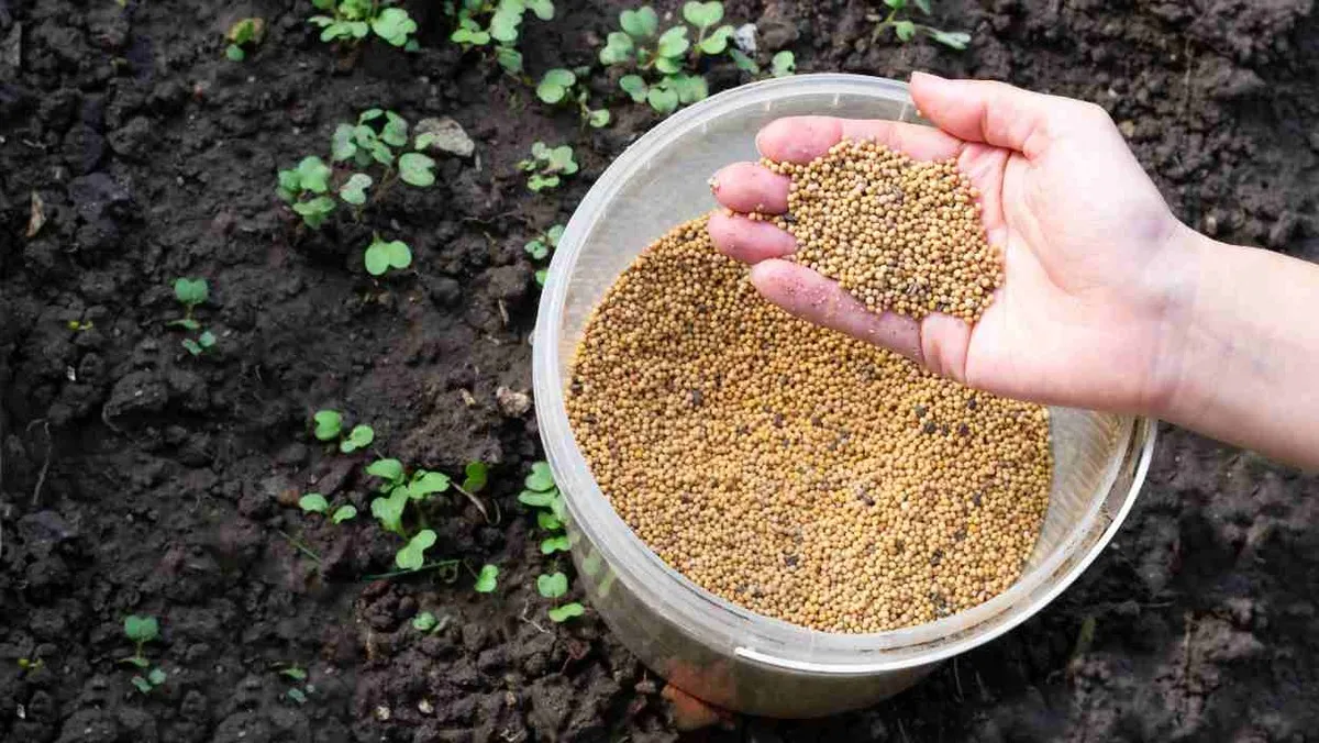 Zdjęcie Jak siać gorczycę na działce - proste kroki, które zaskoczą efektem