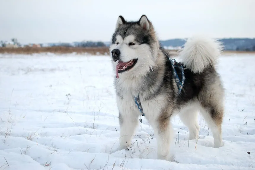 Zdjęcie Husky czy malamut – który pies lepiej pasuje do twojego stylu życia?