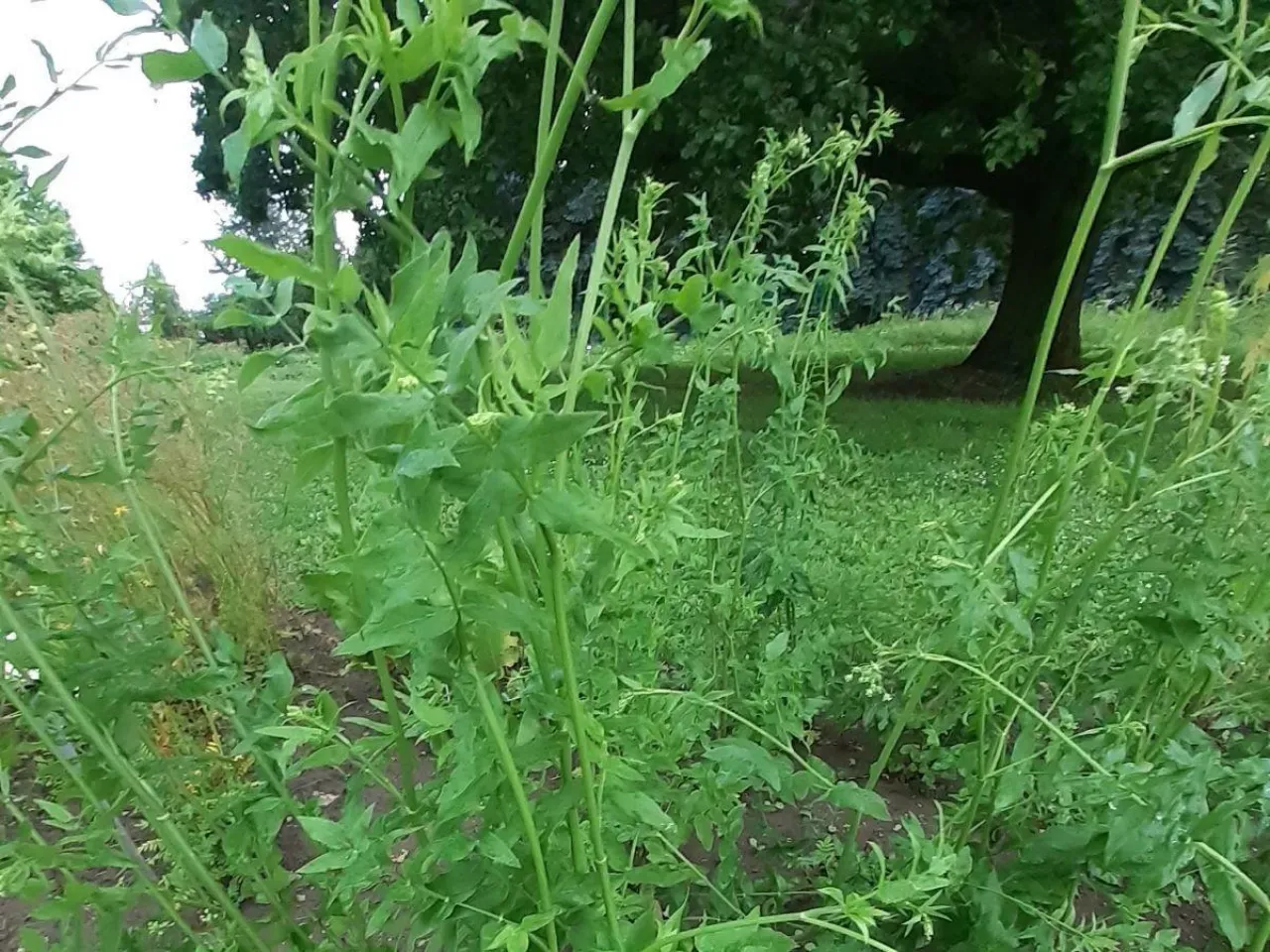 Zdjęcie Trujące chwasty w Polsce: Jak rozpoznać i bezpiecznie usunąć?