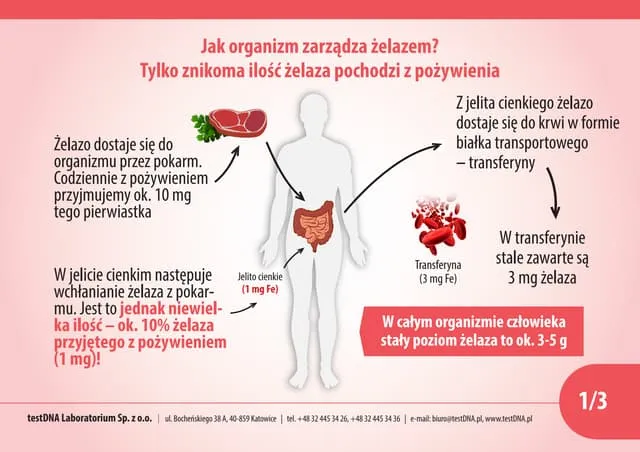 Zdjęcie Nadmier glutenu w organizmie objawy – jak je rozpoznać i unikać?