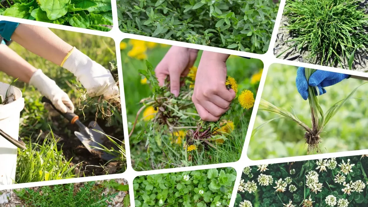 Białe chwasty w ogrodzie? Rozpoznaj i zwalcz! Poradnik eksperta