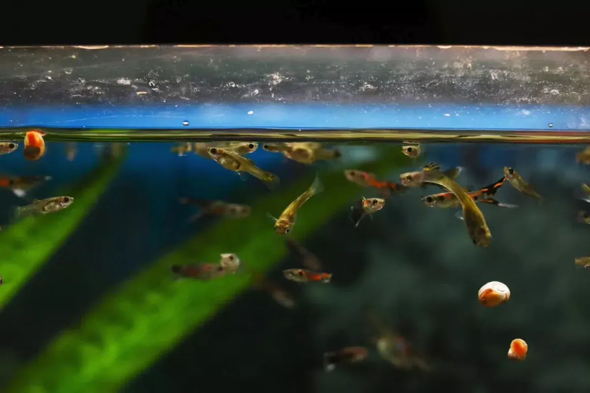 Dlaczego rybki pływają przy filtrze? Odkryj ich zachowanie i potrzeby