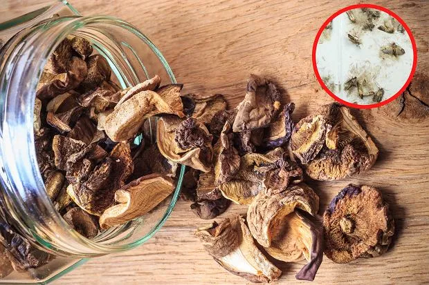 Białe robaki w grzybach: Wartościowe informacje na temat ich znaczenia