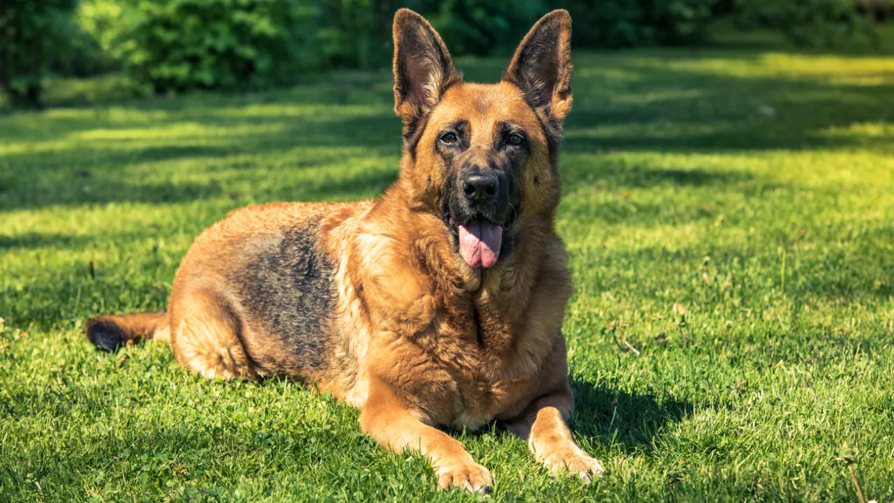 Jakie są owczarki niemieckie i co musisz o nich wiedzieć?