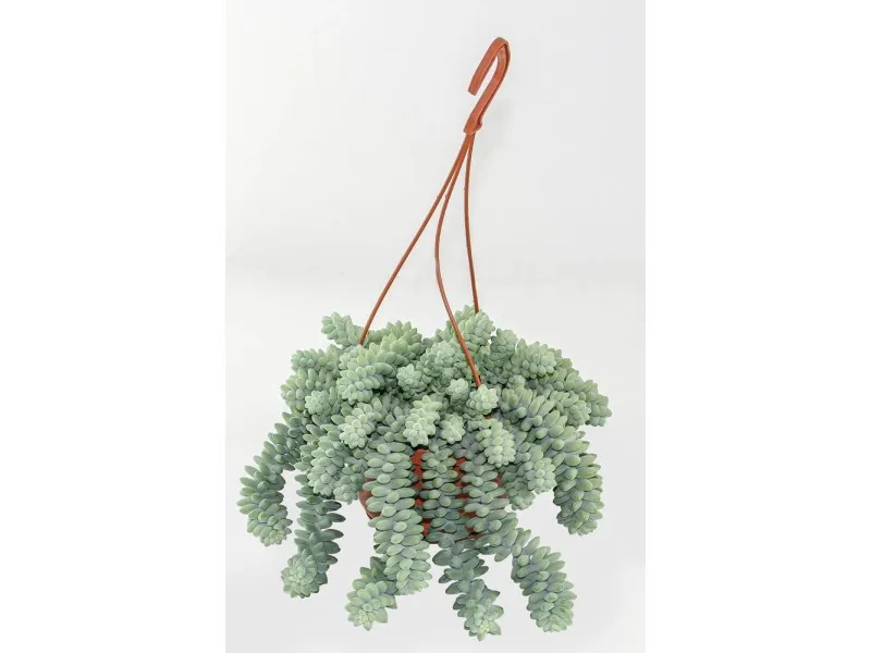 Kwiat burrito - egzotyczny składnik w mieszankach herbacianych