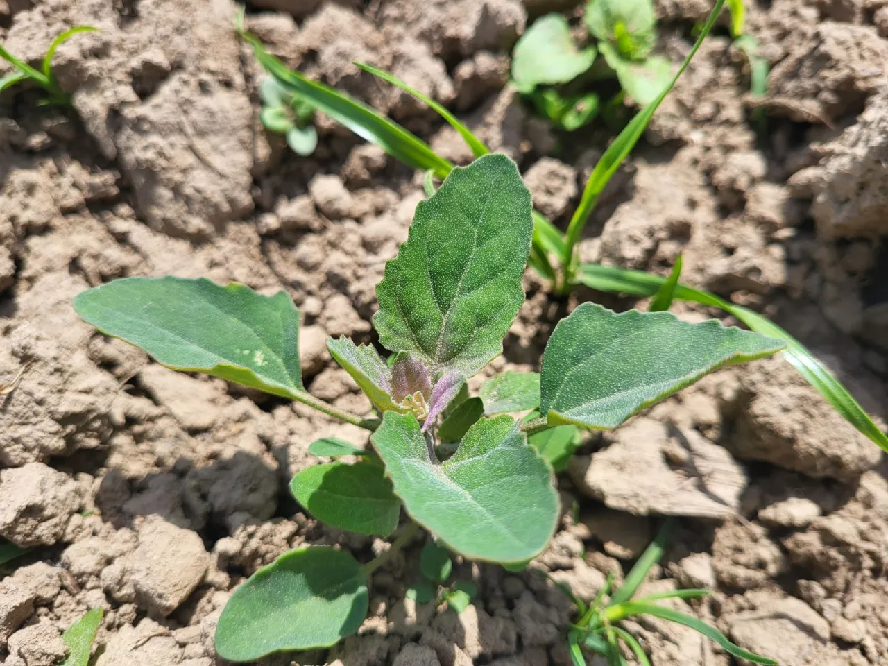 Jak skutecznie zwalczać komosę białą i uniknąć jej szkodliwości