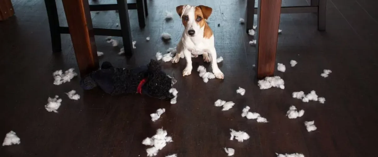 Skuteczne sposoby na zabezpieczenie mebli przed psem i ich zniszczeniem