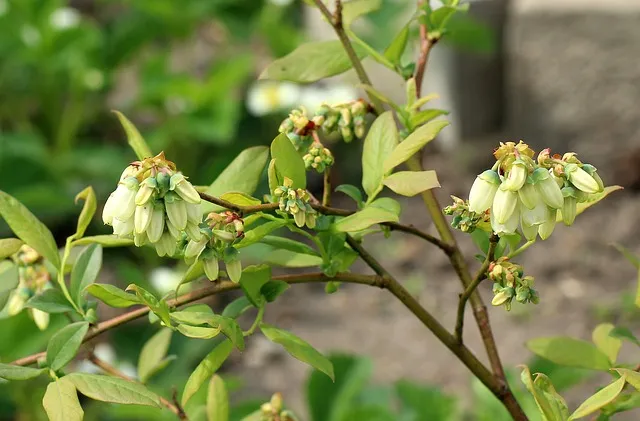 Kiedy kwitnie borówka amerykańska? Poznaj sekrety jej kwitnienia