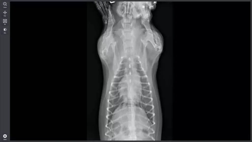 Ile kosztuje prześwietlenie u weterynarza? Sprawdź ceny i oszczędź