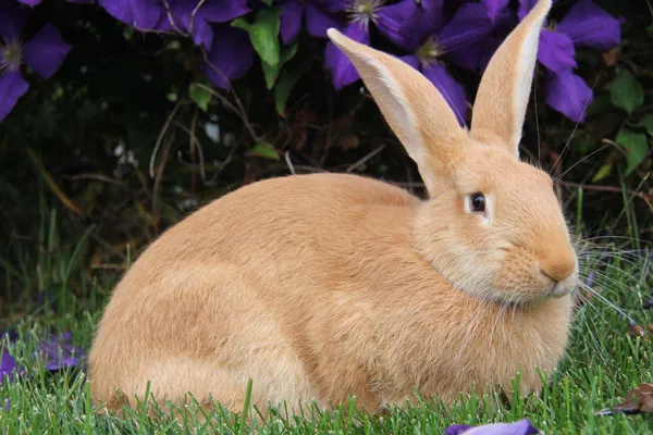 Czy sierść królika uczula? Poznaj prawdę o alergenach w futrze Czy sierść królika uczula? Poznaj prawdę o alergenach w futrze