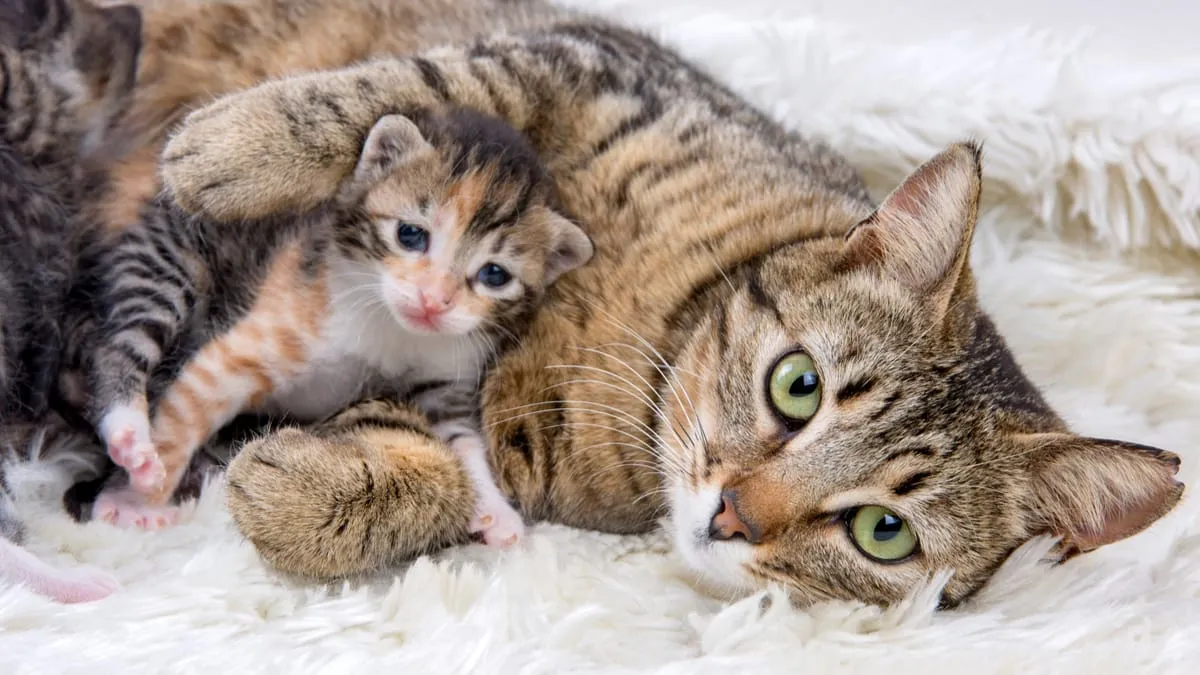 Jak często kotka może być w ciąży i jakie niesie to ryzyko zdrowotne