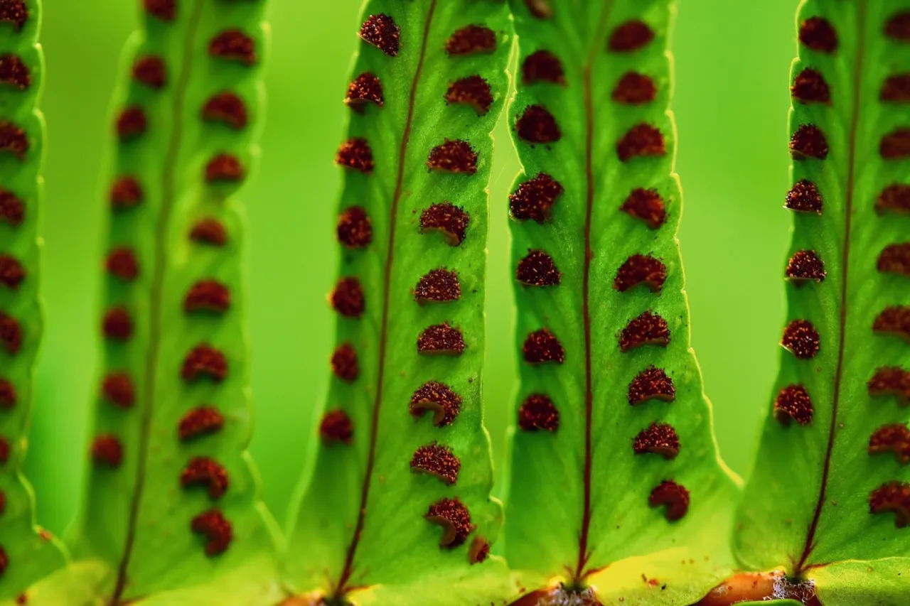 Jak kwitnie paproć? Prawda o jej rozmnażaniu i mitycznych kwiatach