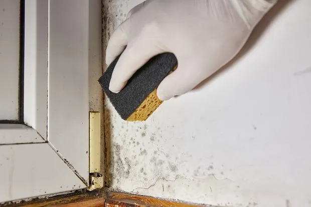 Skuteczne domowe sposoby na usunięcie pleśni ze ściany bez chemii Skuteczne domowe sposoby na usunięcie pleśni ze ściany bez chemii