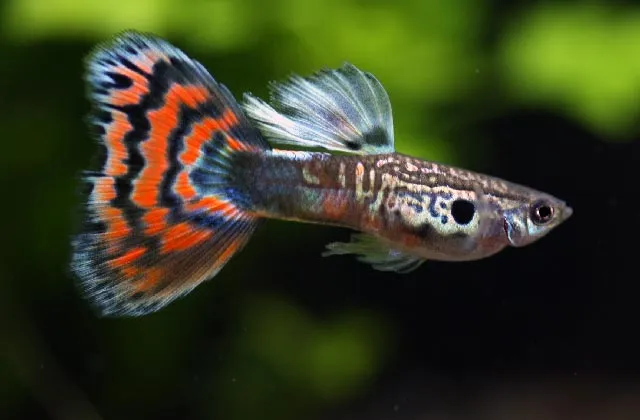 Gupiki ile samic na samca - uniknij stresu i zapewnij zdrowie rybom