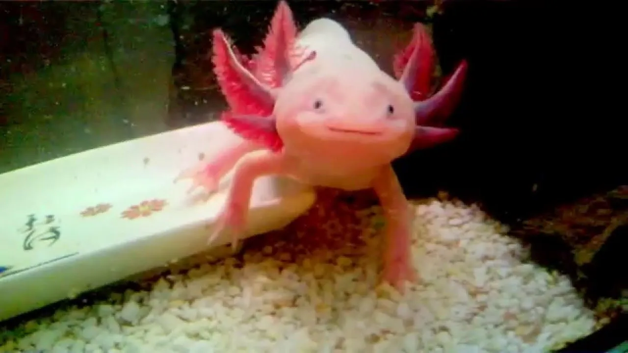 Aksolotl czym się żywi – unikaj błędów w karmieniu i diecie