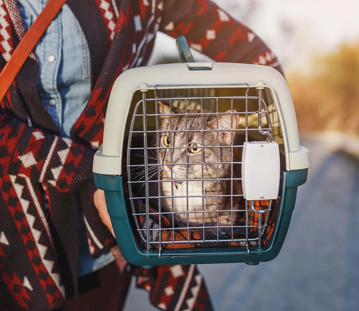 Jak wyrobić paszport dla kota - uniknij problemów z podróżą