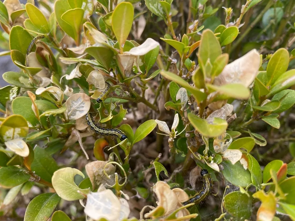Skuteczne sposoby na opryskiwanie bukszpanu: naturalne i chemiczne metody