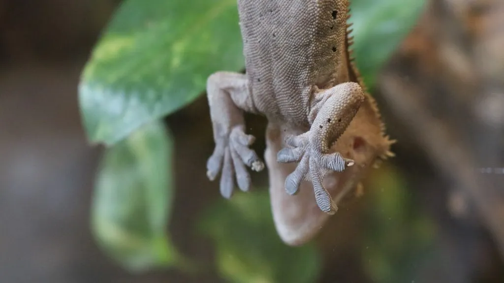 Co to jest ślizgi gekon? Ciekawe fakty o tym niezwykłym zwierzęciu
