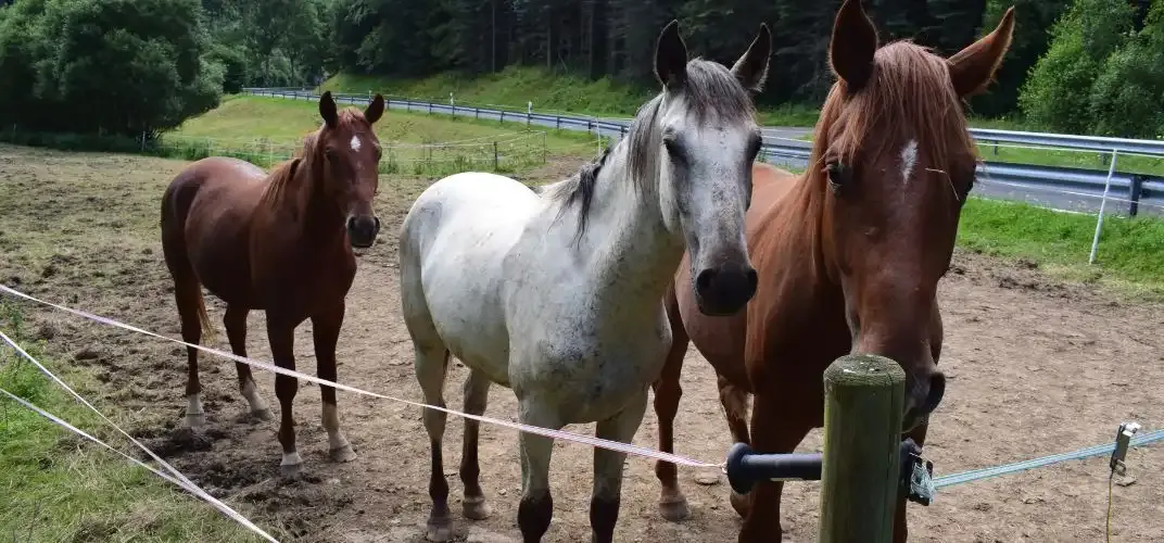 Jaki pastuch dla koni wybrać, aby zapewnić bezpieczeństwo i komfort?