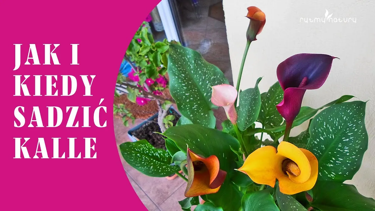 Kiedy sadzić kalie ogrodowe? Poradnik krok po kroku