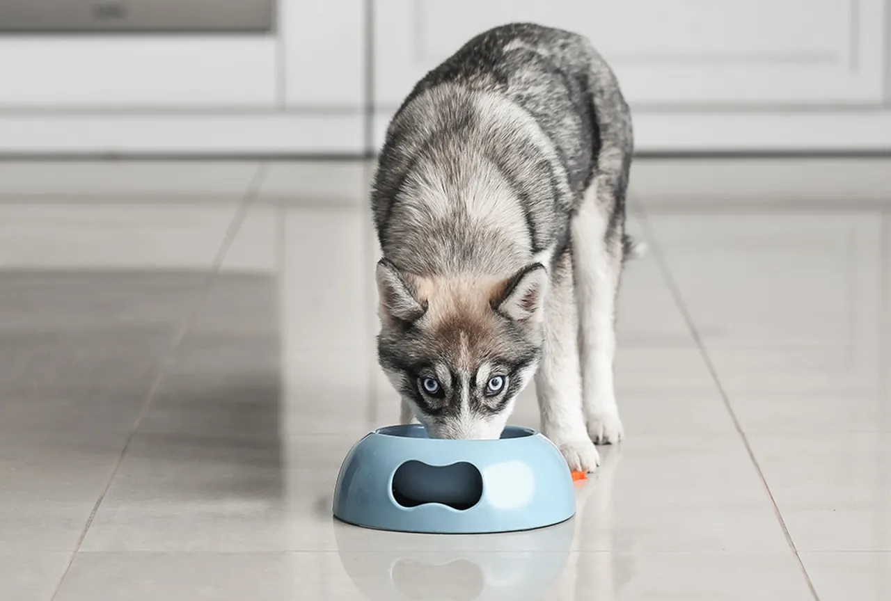 Szczeniaki husky co jedzą? Odkryj, jak zapewnić im zdrową dietę
