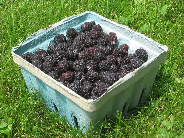 Jak przycinać czarną malinę, aby uniknąć słabych plonów?