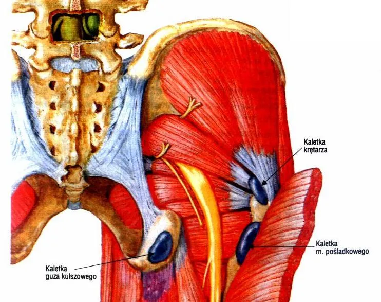 Skuteczne leki na zapalenie kaletki krętarzowej, które przynoszą ulgę