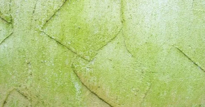 Skuteczne metody, jak usunąć glony z elewacji i uniknąć ich powrotu