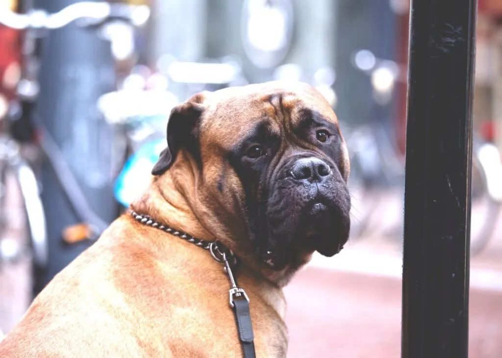 Skuteczne sposoby na uspokojenie psa – naturalne preparaty i porady